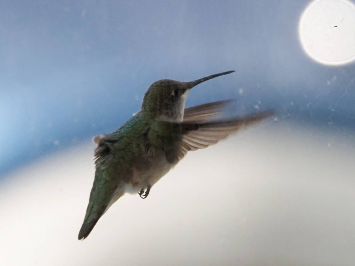 Ruby-throated Hummingbird - Angela MacDonald