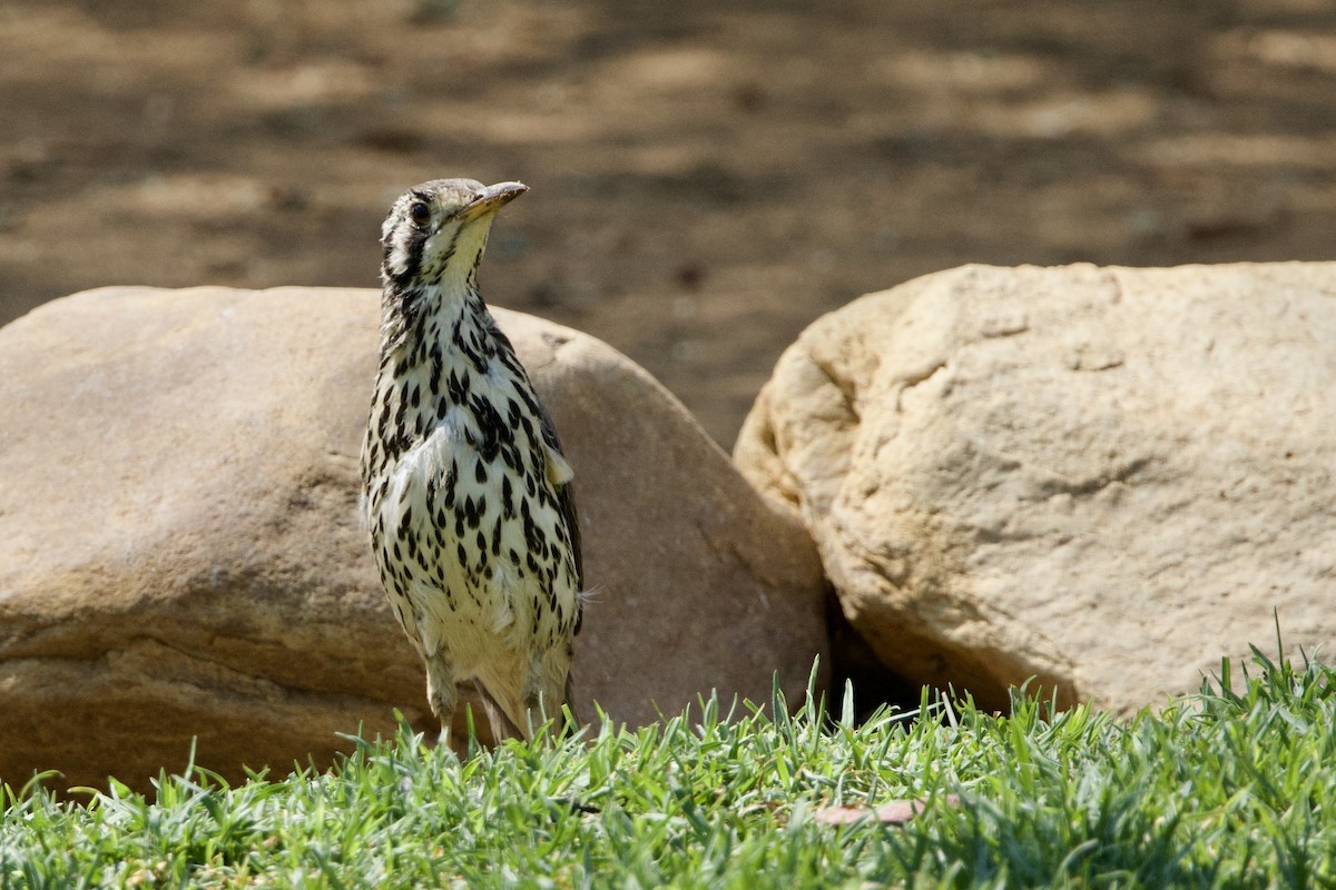 Groundscraper Thrush - ML623532024