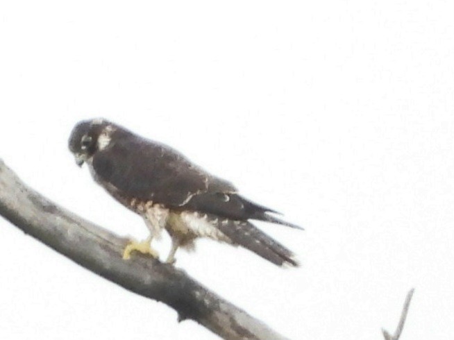 Halcón Peregrino - ML623532026