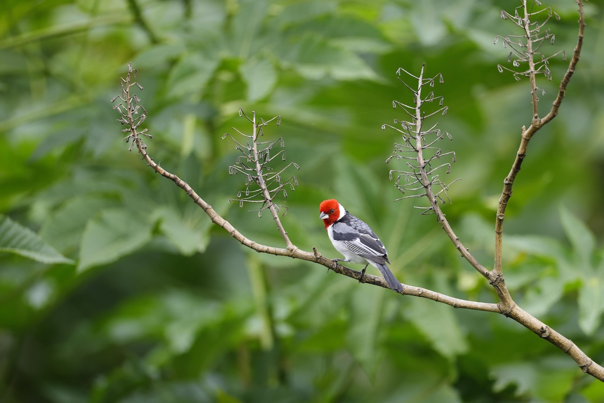 Red-cowled Cardinal - ML623532029