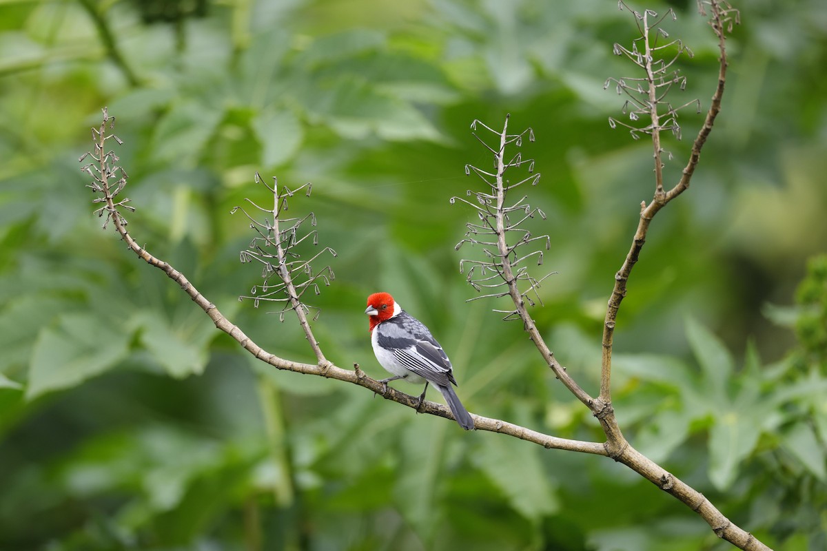 Red-cowled Cardinal - ML623532030