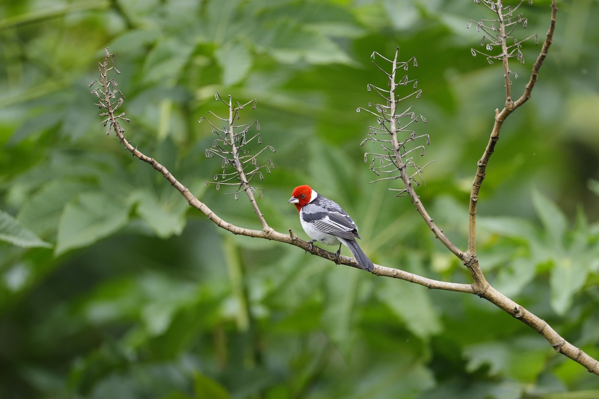 Red-cowled Cardinal - ML623532041