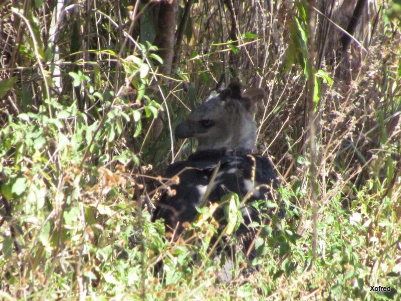Harpy Eagle - ML623532099
