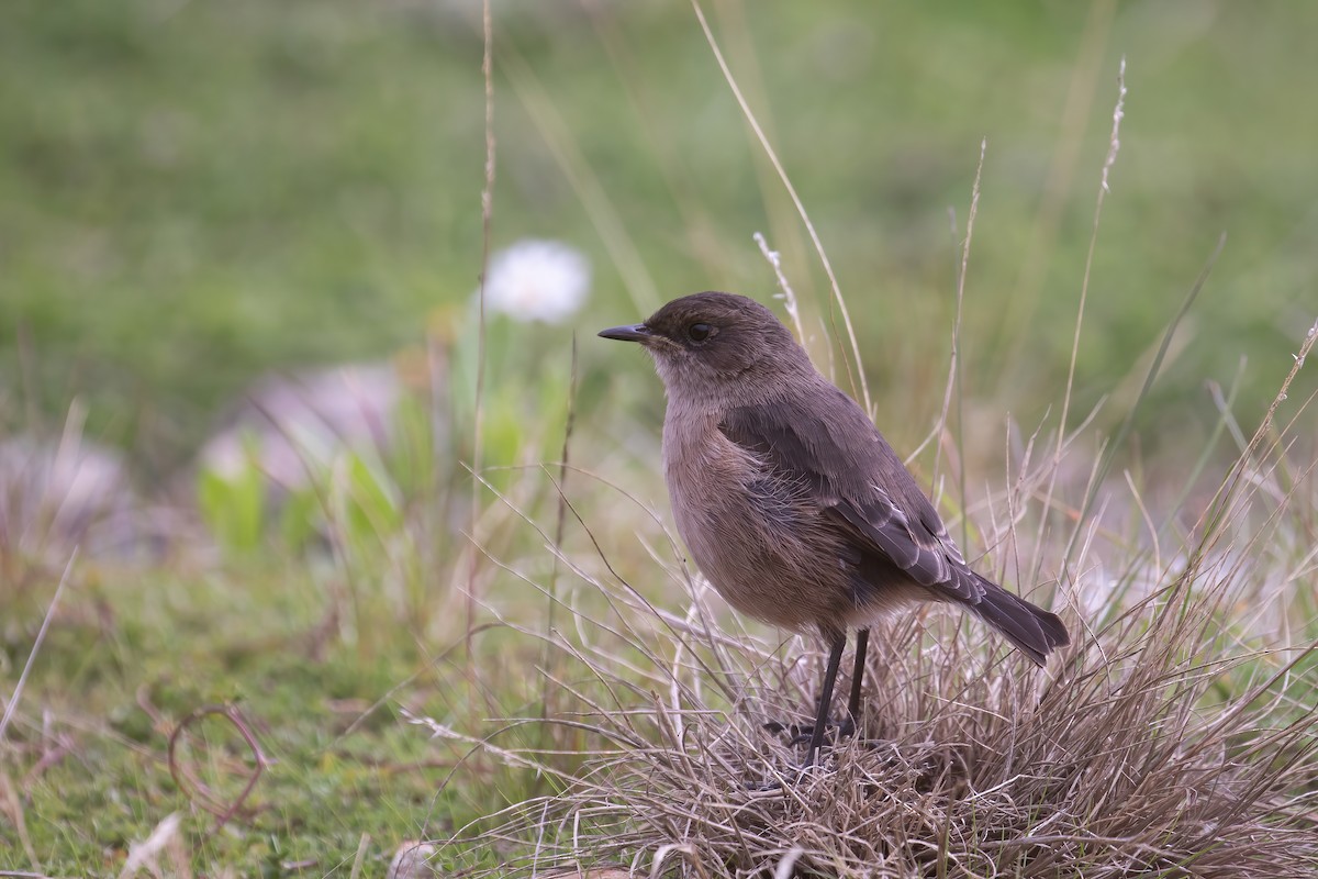 Moorland Chat - ML623532110