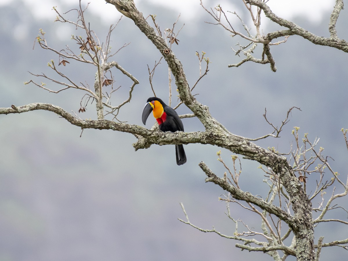 Channel-billed Toucan - ML623532121