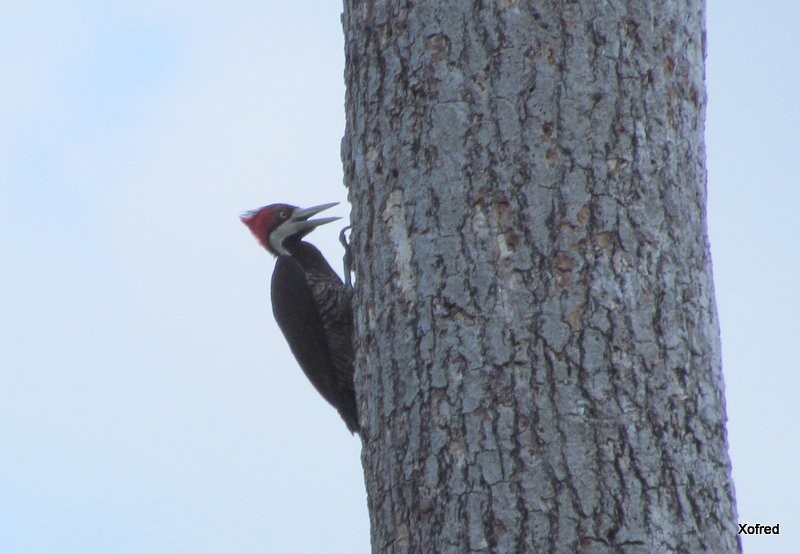 Crimson-crested Woodpecker - ML623532130