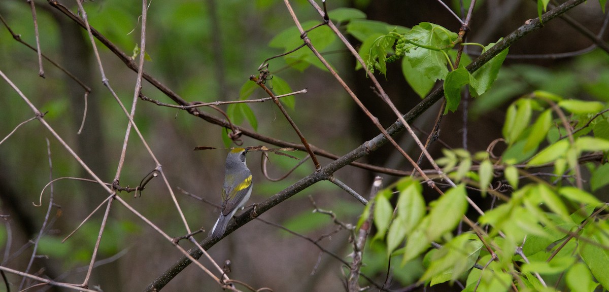 Golden-winged Warbler - Cole Lewis