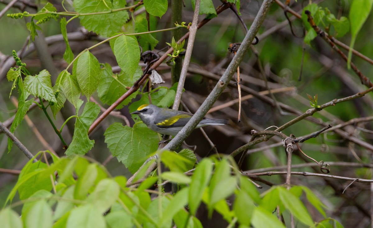 Golden-winged Warbler - Cole Lewis