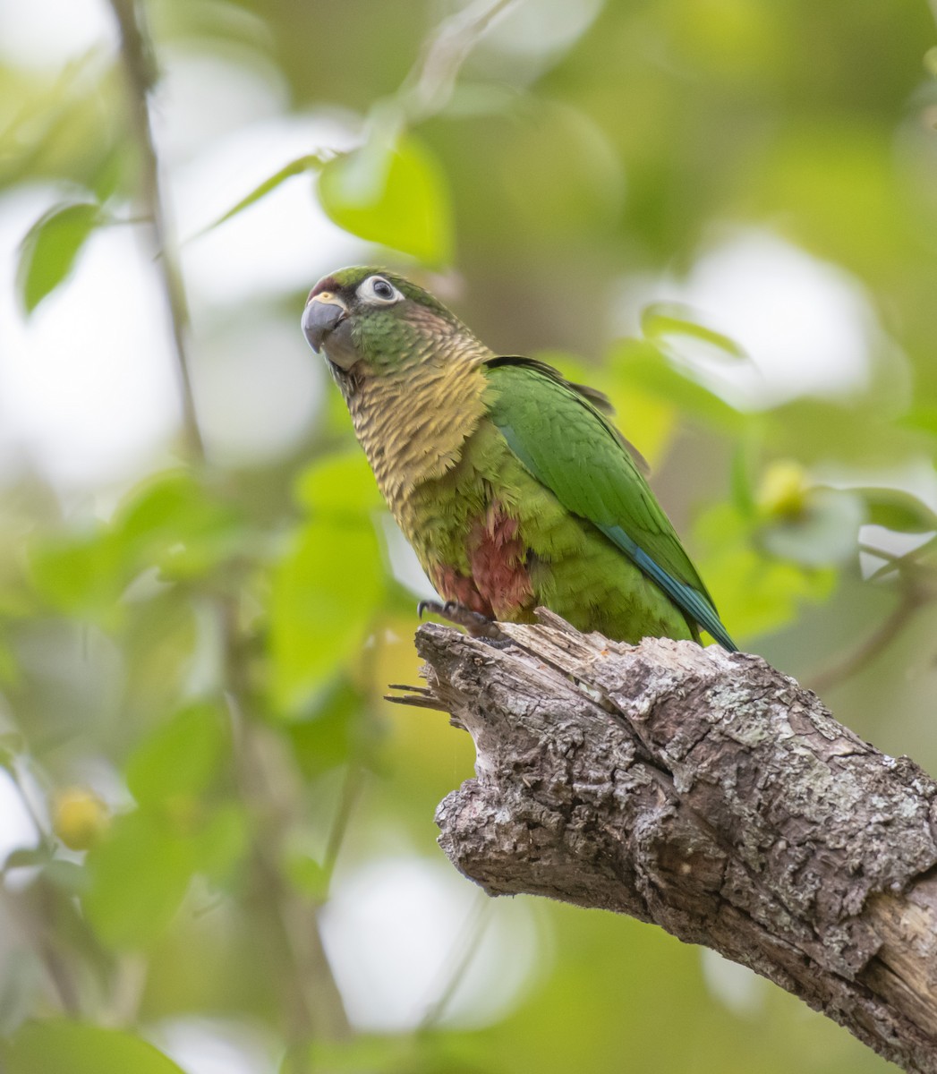 Maroon-bellied Parakeet - ML623532144