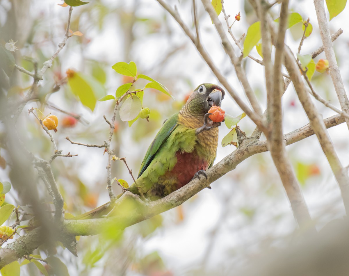 Maroon-bellied Parakeet - ML623532145