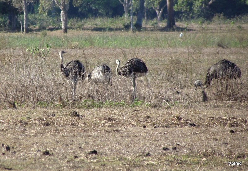 Greater Rhea - ML623532151