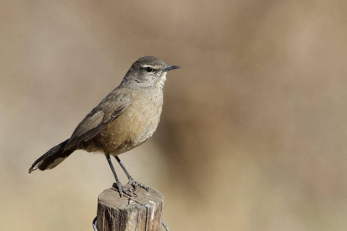 Karoo Scrub-Robin - Steve Bielamowicz