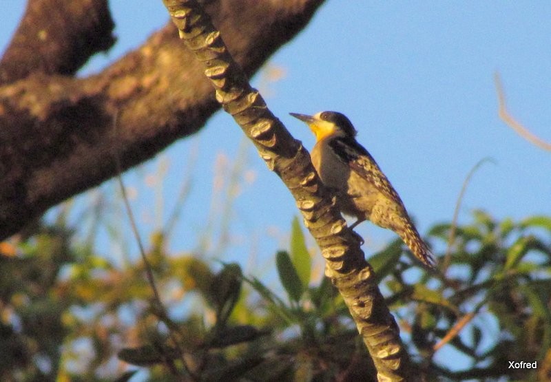 White-fronted Woodpecker - ML623532167
