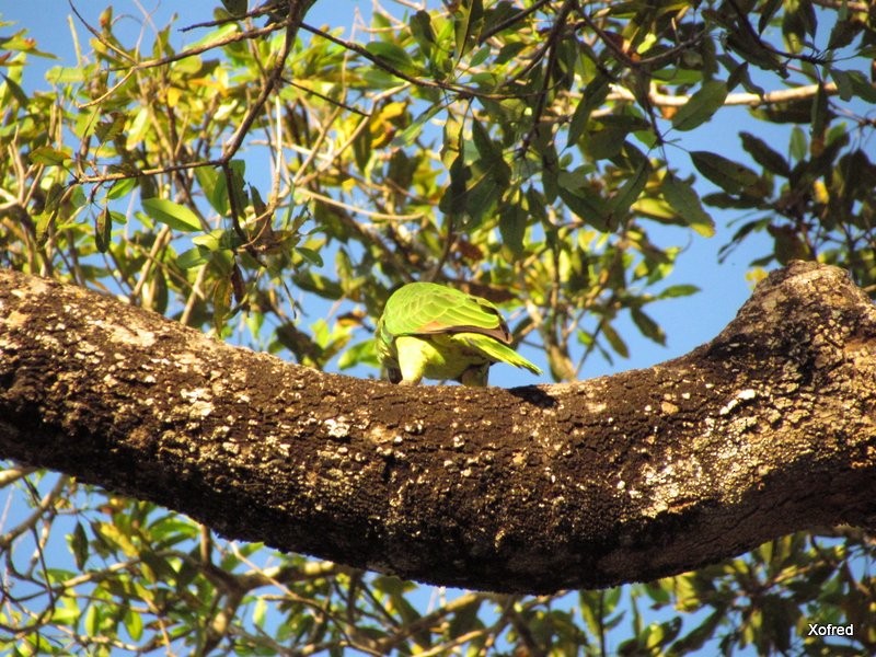 Turquoise-fronted Amazon - ML623532184
