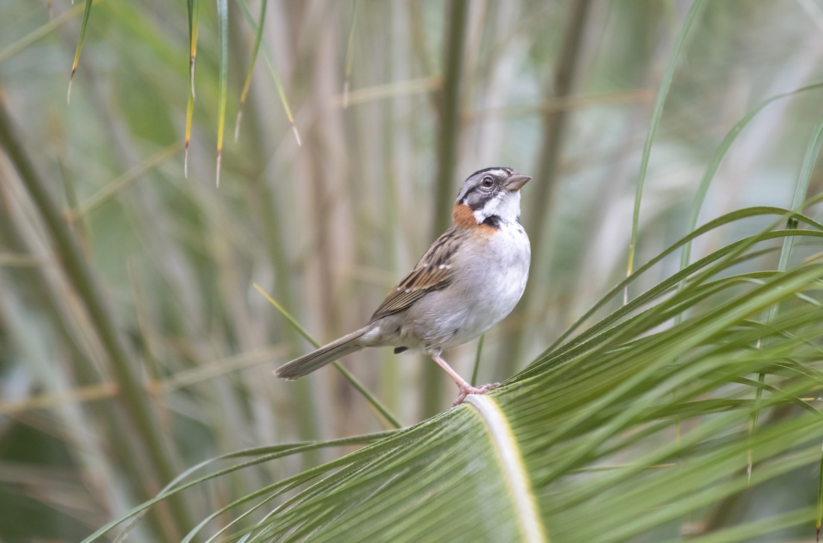 Rufous-collared Sparrow - ML623532186