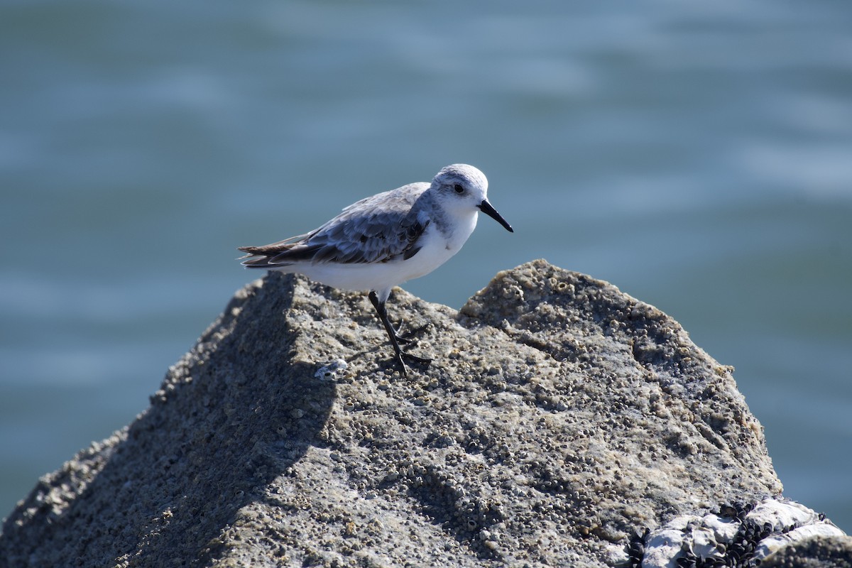 Bécasseau sanderling - ML623532211