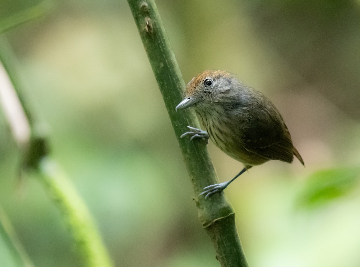 Streak-crowned Antvireo - ML623532229