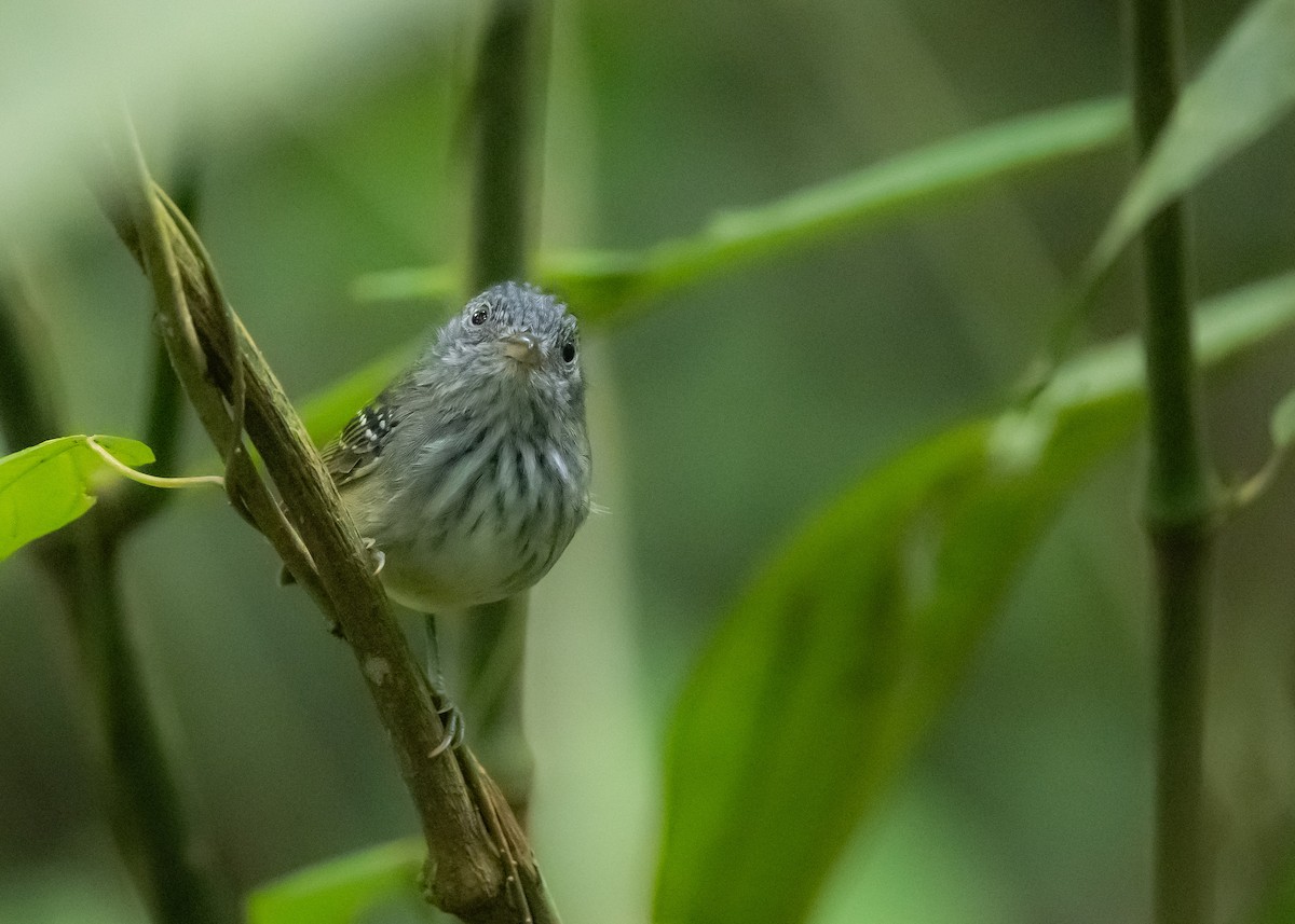 Streak-crowned Antvireo - Gustavo Rojas