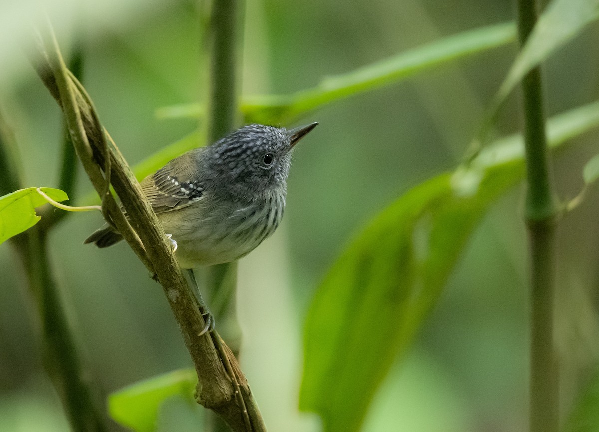 Streak-crowned Antvireo - Gustavo Rojas