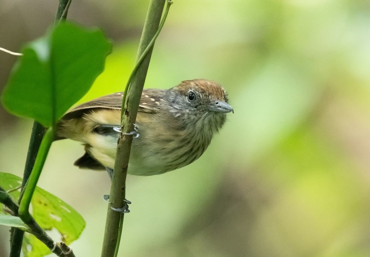 Streak-crowned Antvireo - Gustavo Rojas