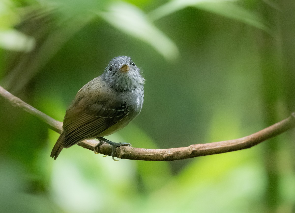 Streak-crowned Antvireo - ML623532234