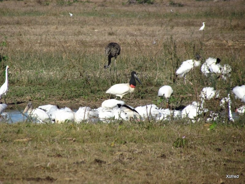 Western Cattle-Egret - ML623532243