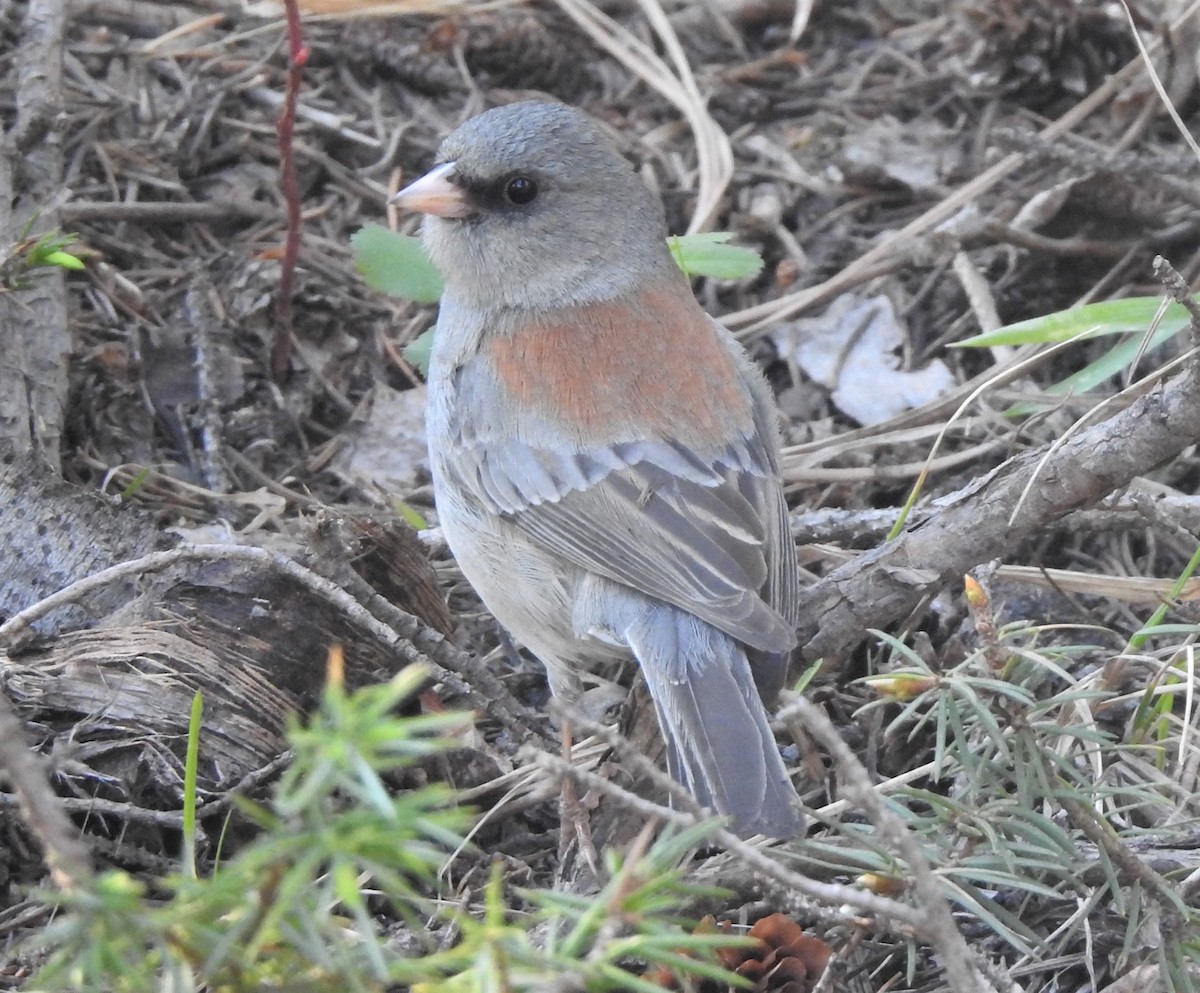 Dark-eyed Junco (Gray-headed) - ML623532252