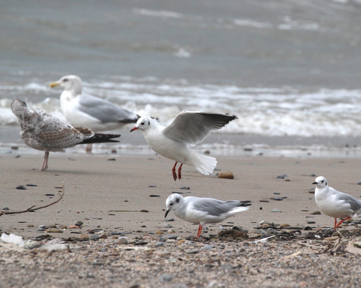 Black-headed Gull - Becky Harbison