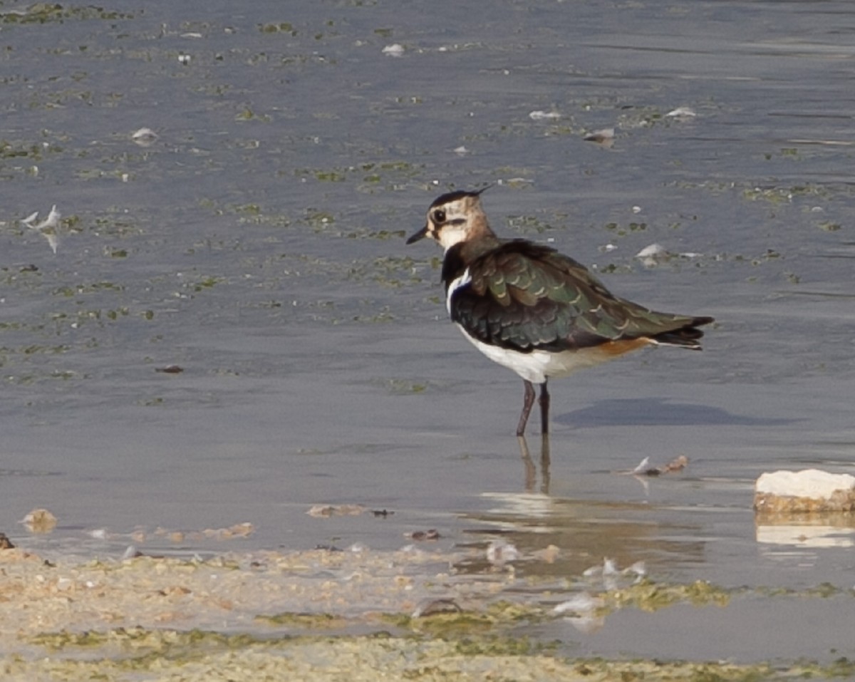 Northern Lapwing - ML623532291
