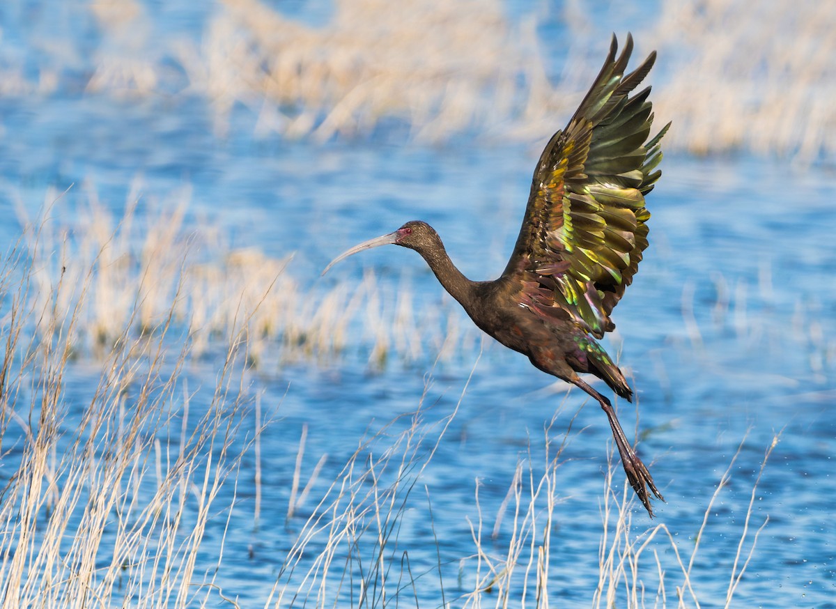 White-faced Ibis - ML623532298