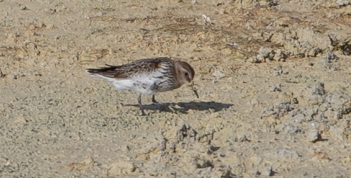 Dunlin - ML623532320