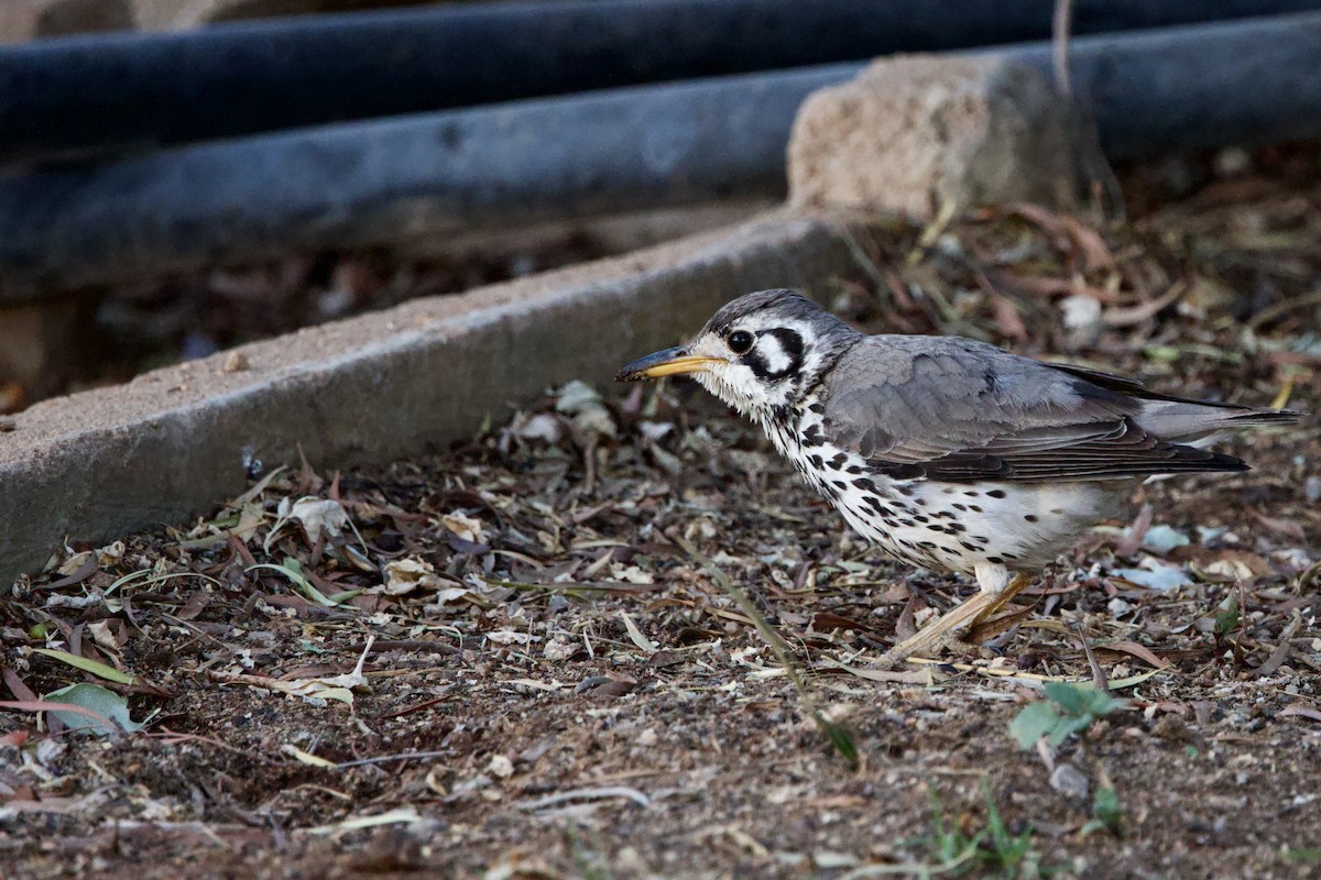 Groundscraper Thrush - ML623532331