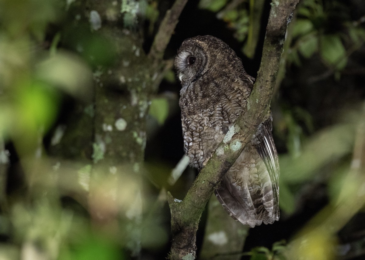 Himalayan Owl - Doug Whitman