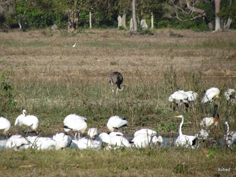 Snowy Egret - ML623532379