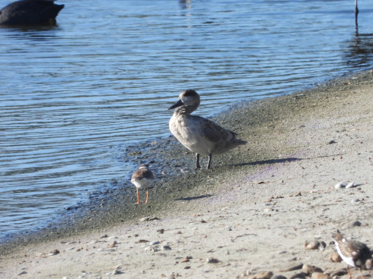 Marbled Duck - ML623532384