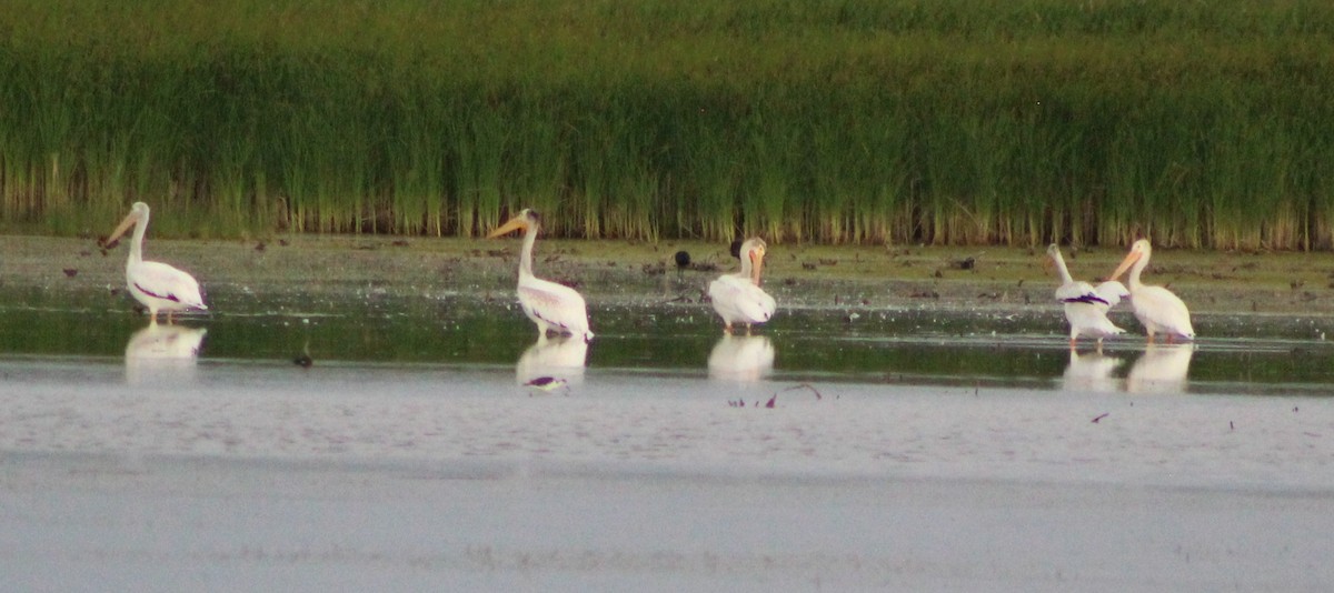 American White Pelican - ML623532394