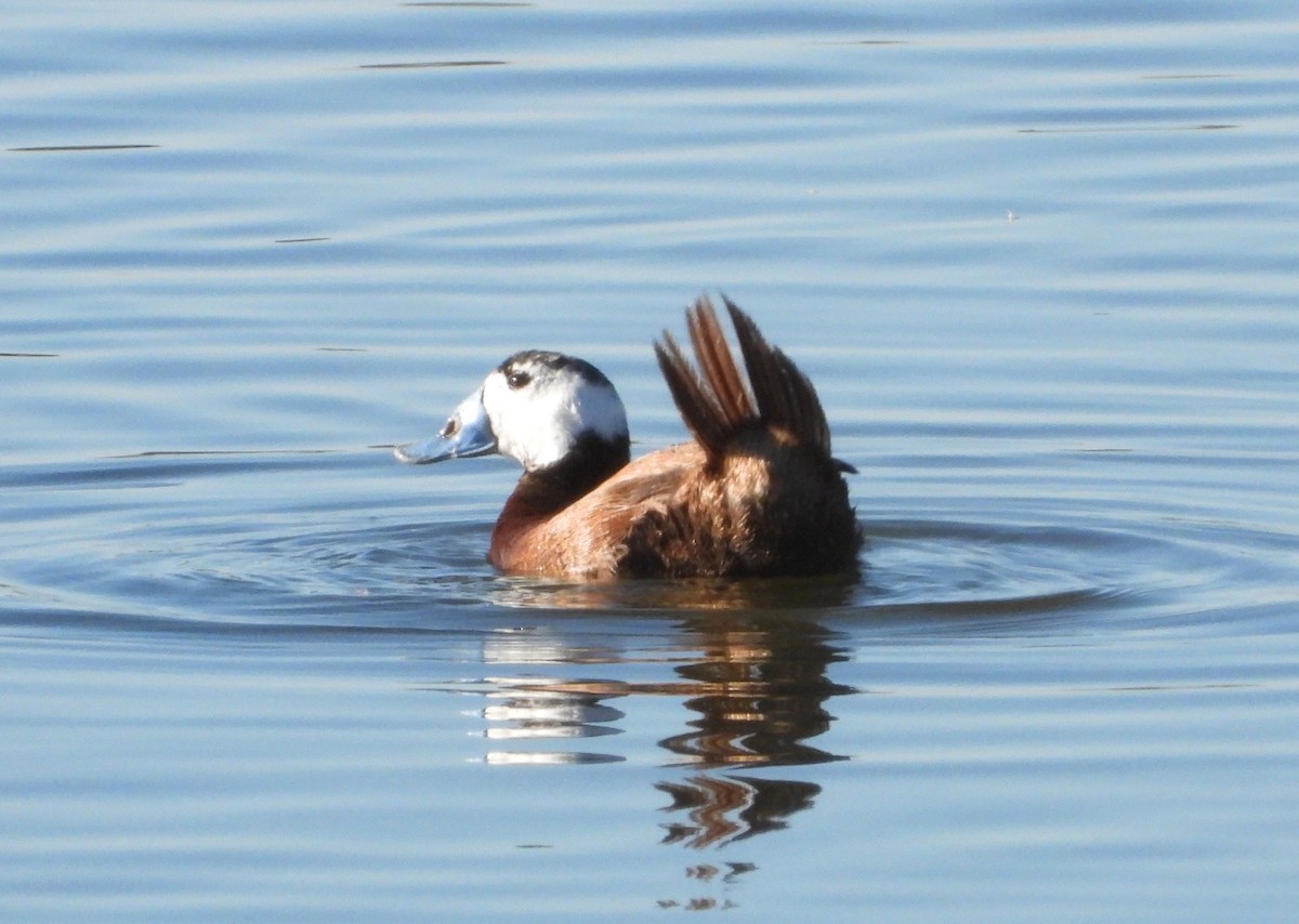 White-headed Duck - ML623532395