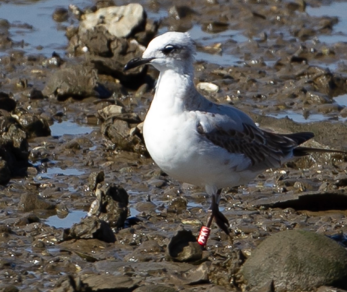 Mediterranean Gull - ML623532398