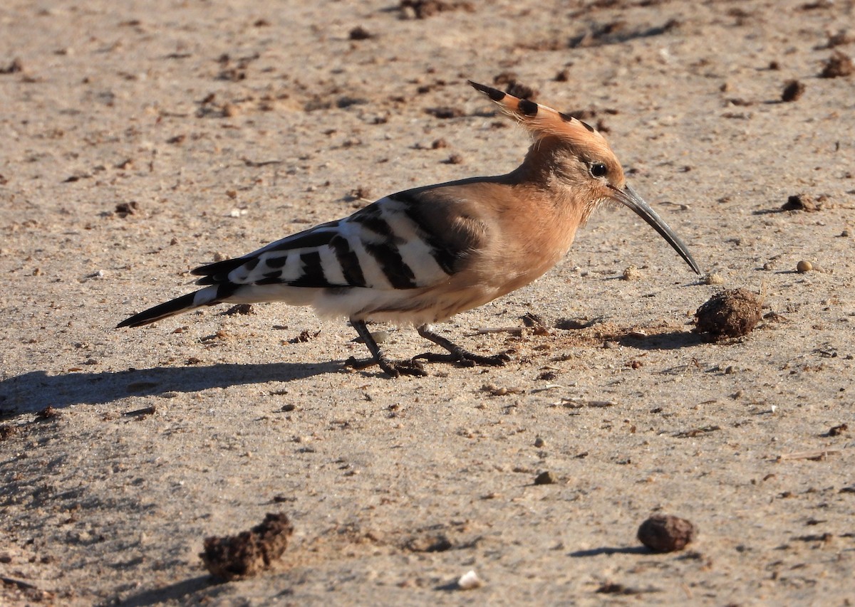 Eurasian Hoopoe - ML623532406