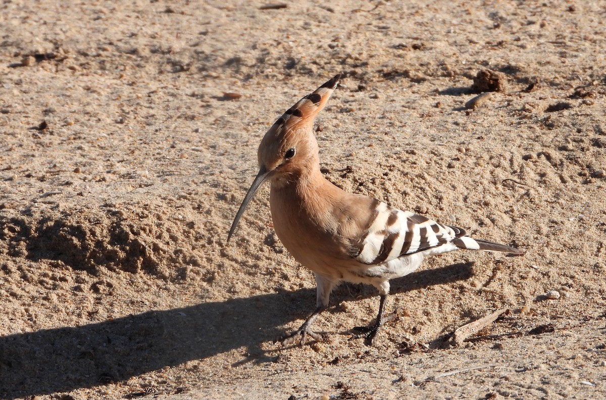 Eurasian Hoopoe - ML623532407