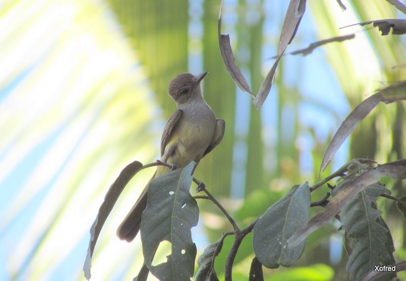 Tropical Kingbird - ML623532416