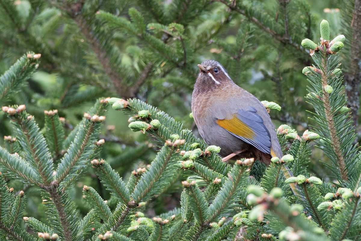 White-whiskered Laughingthrush - ML623532421