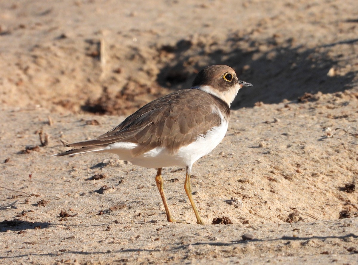 Little Ringed Plover - ML623532429