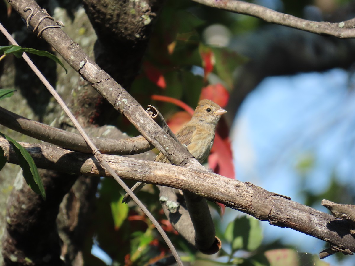 Indigo Bunting - ML623532469