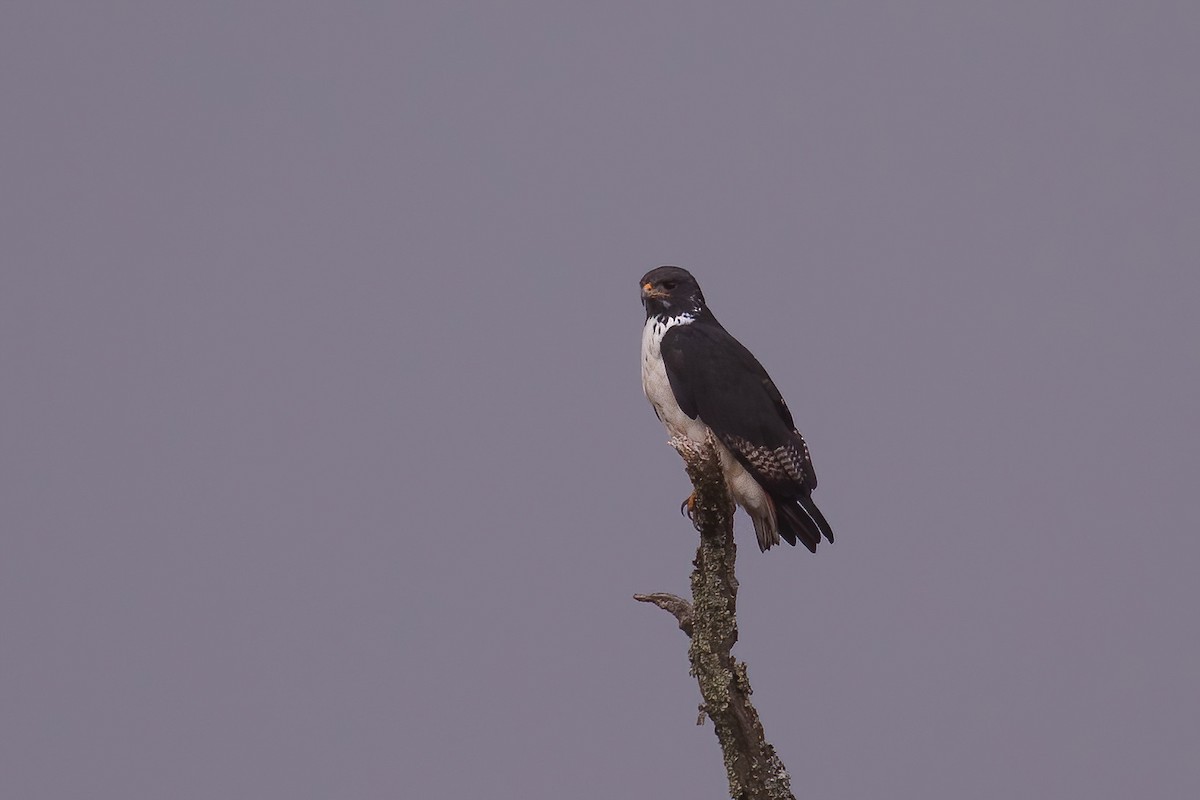 Augur Buzzard - ML623532510