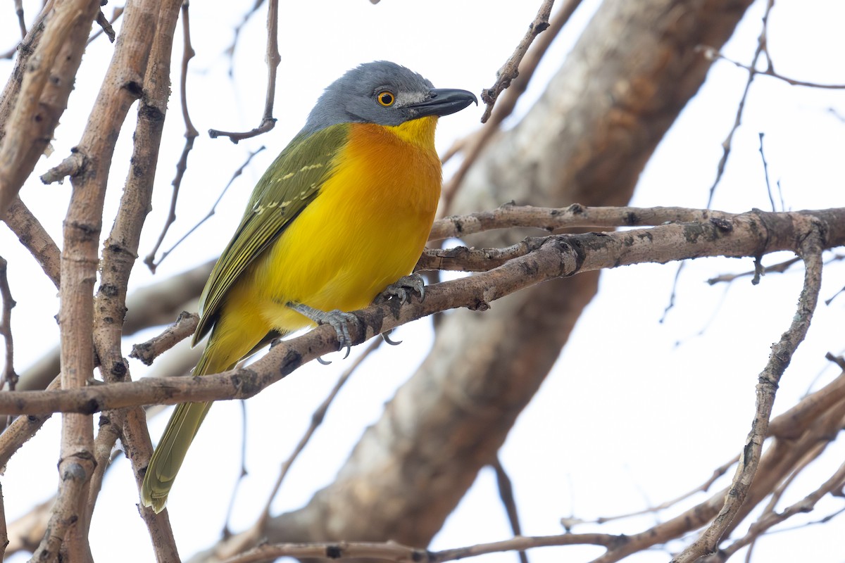 Gray-headed Bushshrike - Daniel Engelbrecht - Birding Ecotours