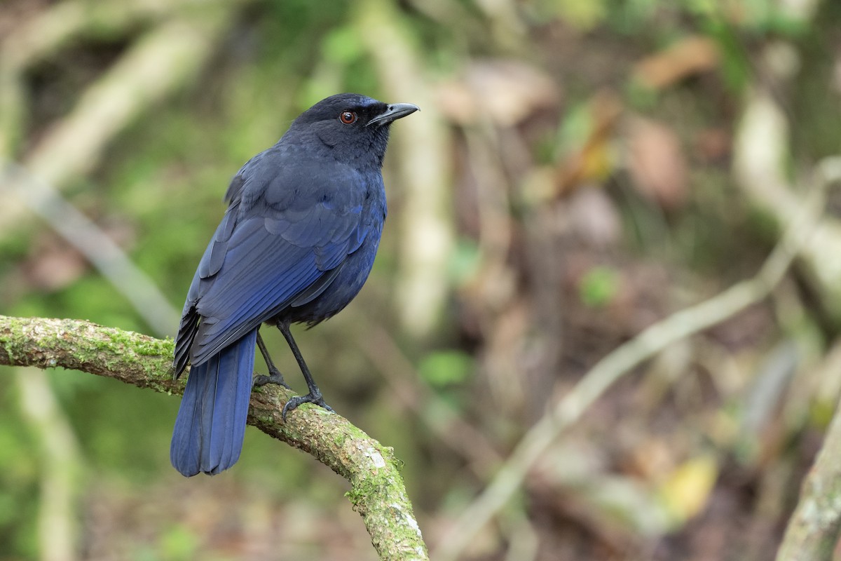 Taiwan Whistling-Thrush - Doug Whitman