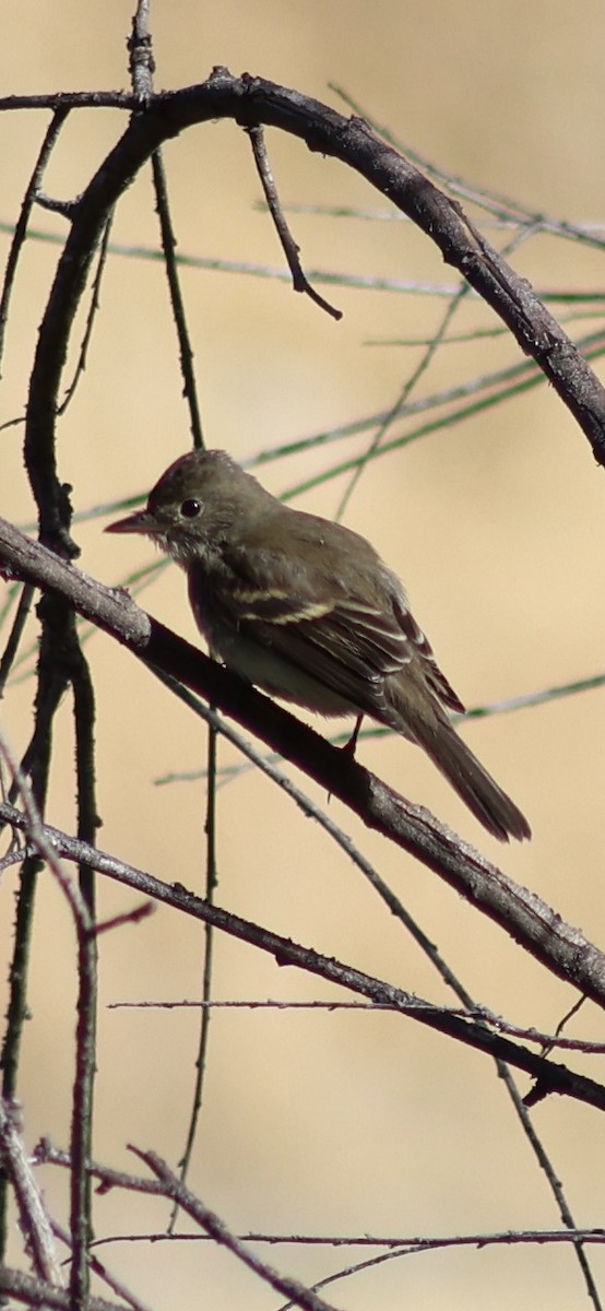 חטפית Empidonax בלתי-מזוהה - ML623532533