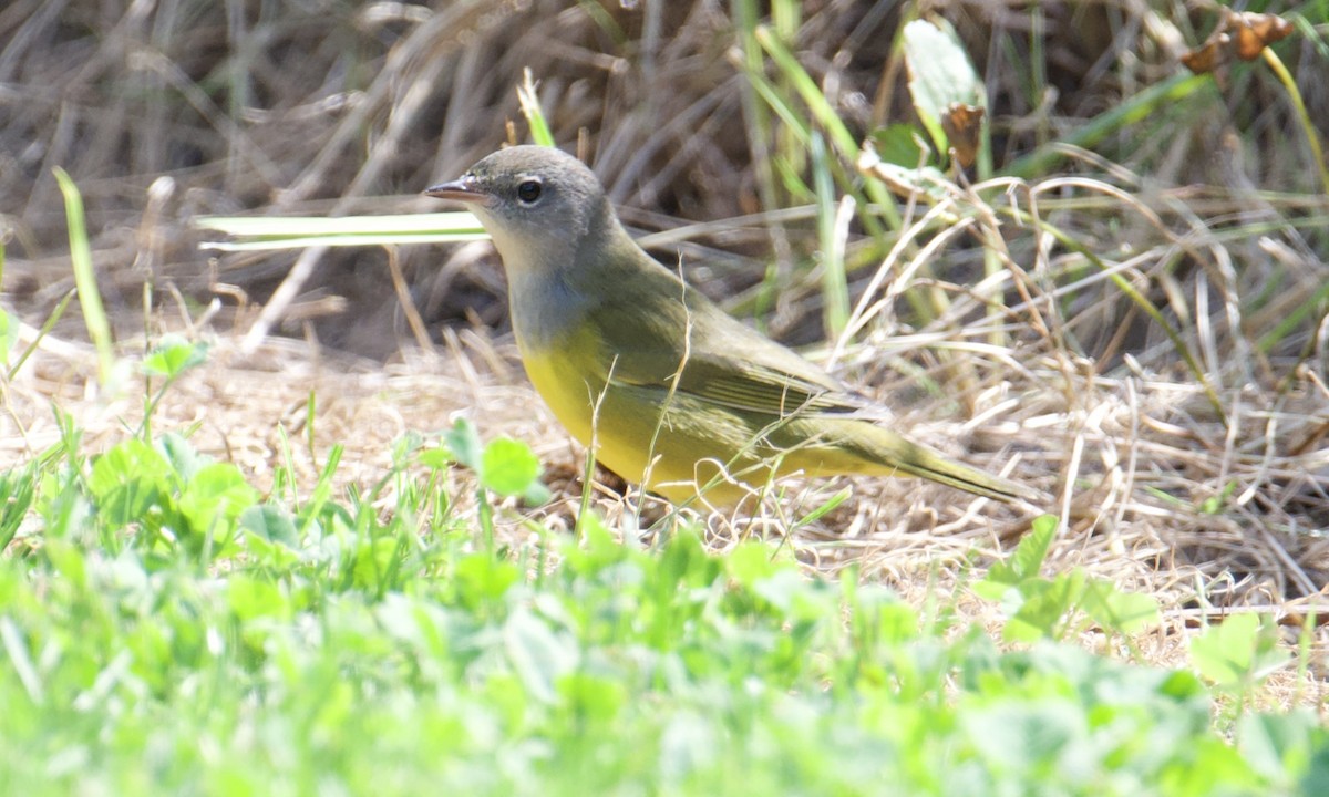 Mourning Warbler - Anonymous