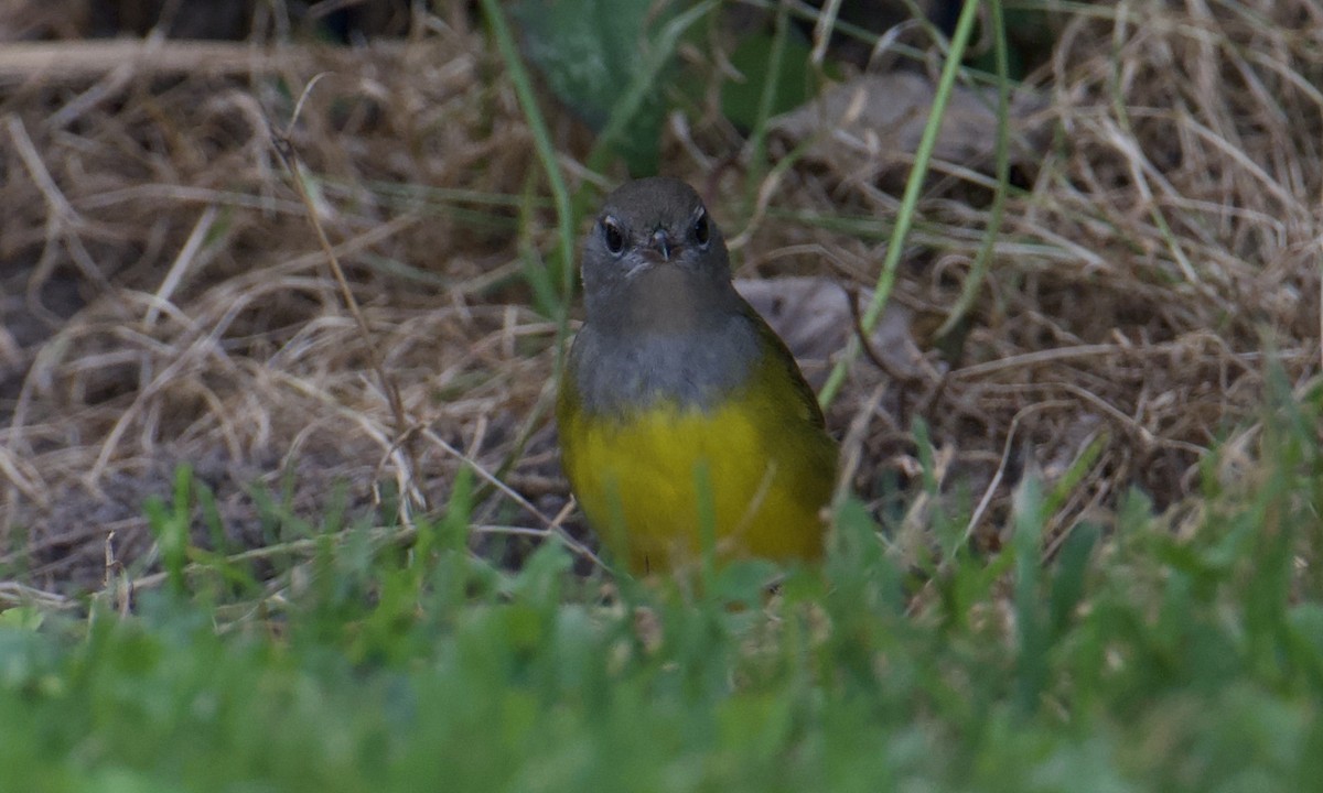 Mourning Warbler - ML623532560